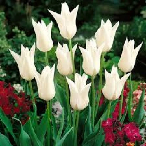 Tulip White Triumphator 